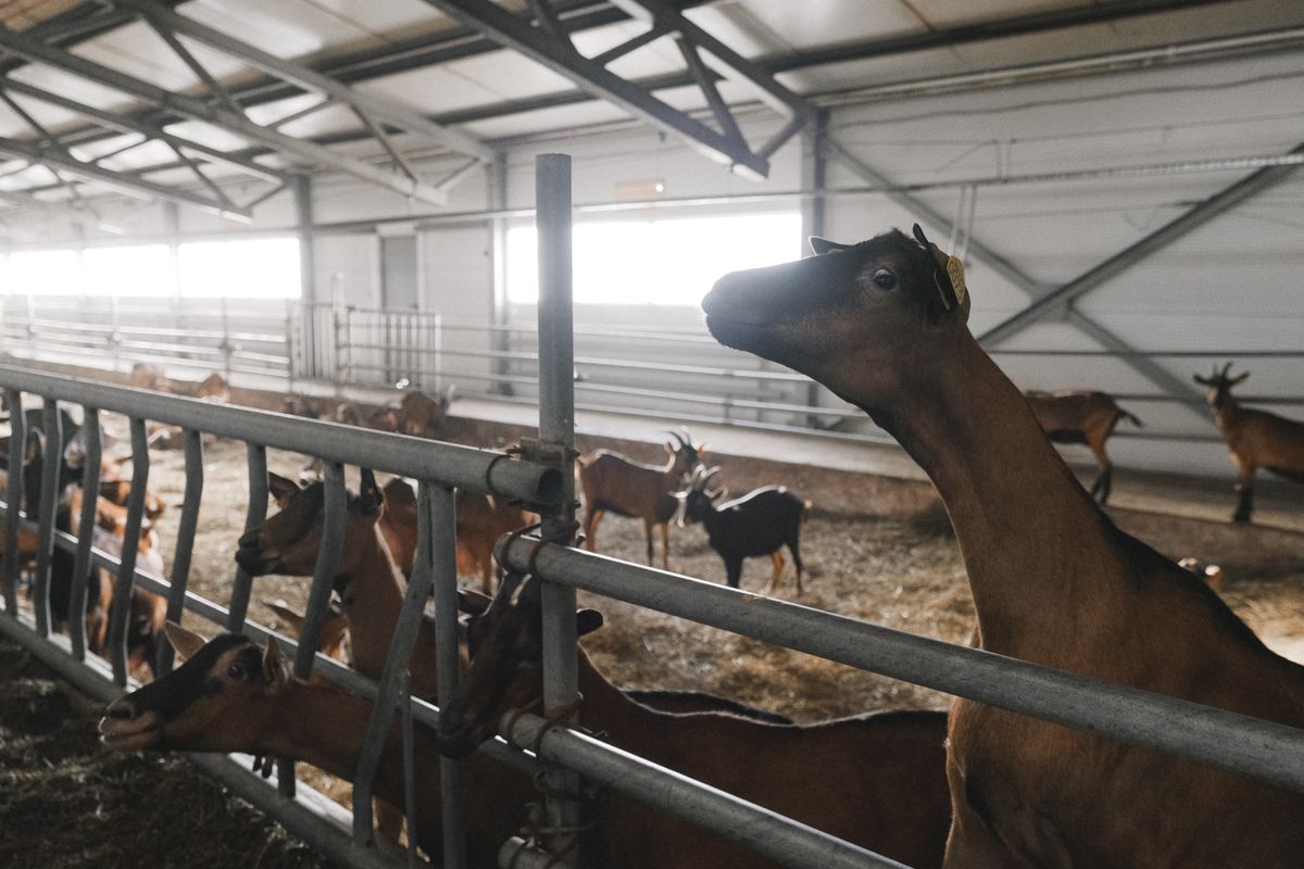 Kambing Betina Kecil Catering Makassar