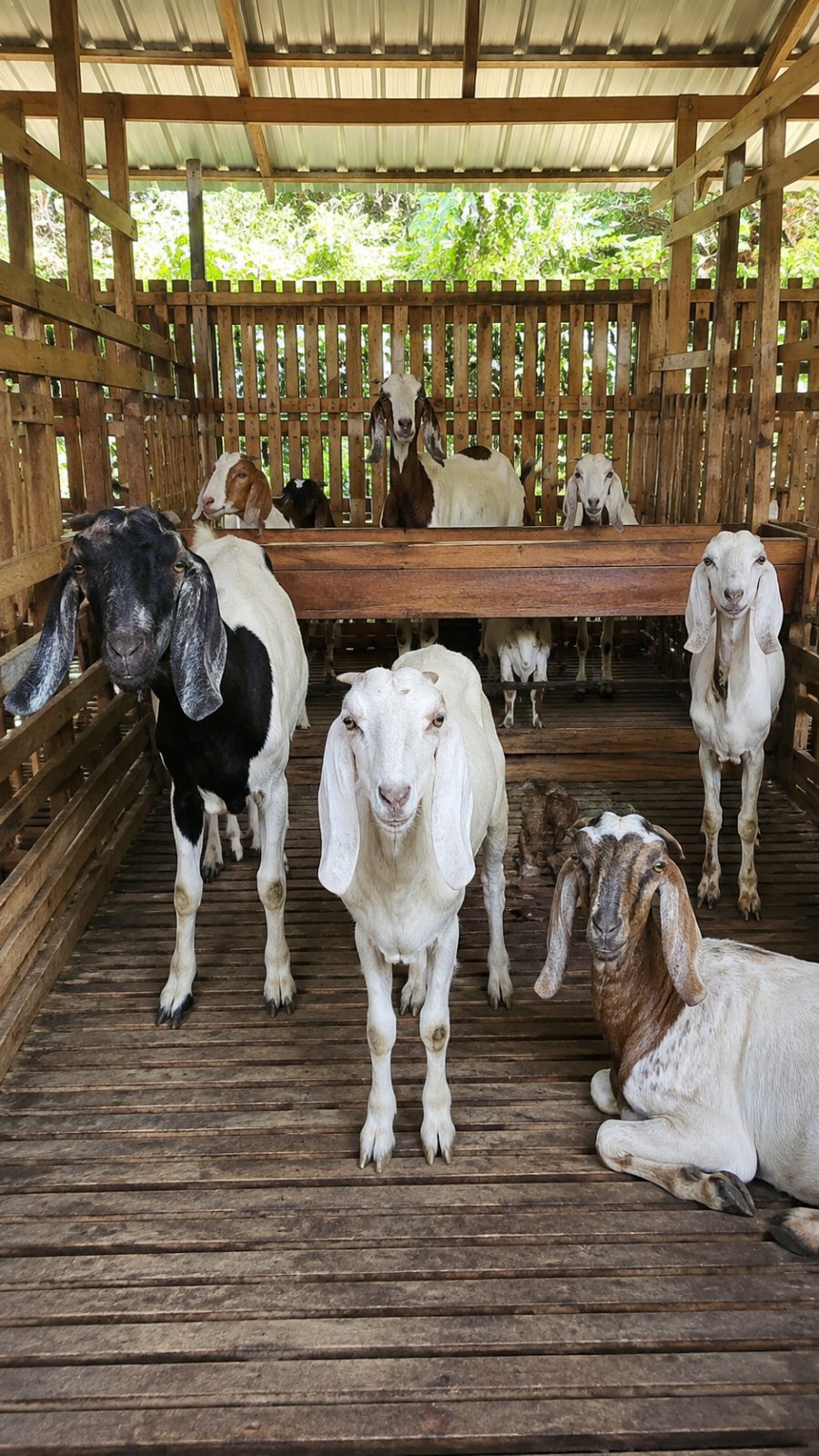 Peternakan kambing mitra Abah Ayi