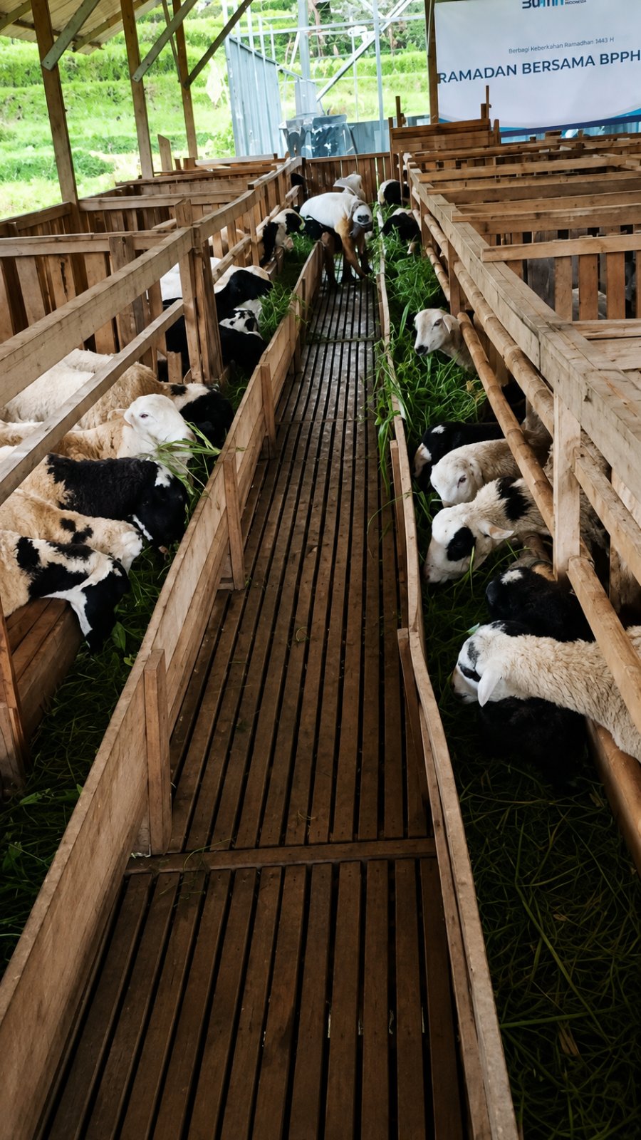 Kambing diberi pakan segar di peternakan mitra Abah Ayi