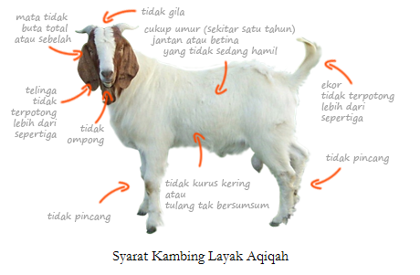 Syarat kambing layak aqiqah